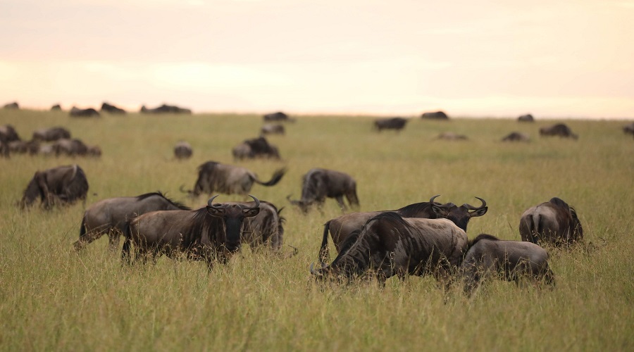 7 Days Tanzania Private Safari